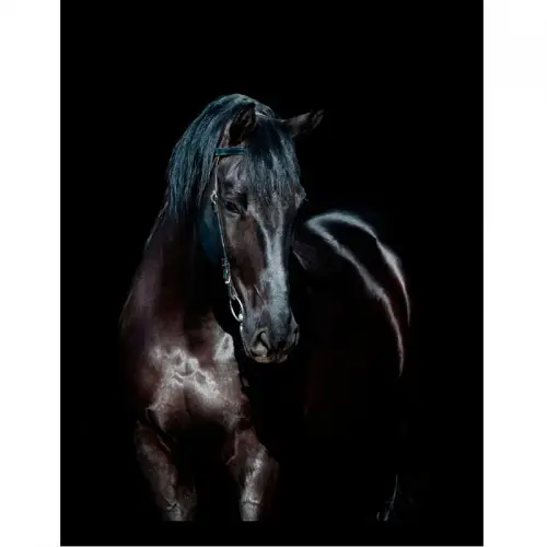 By Kohler Uniek en handgemaakt  Zwart Paard 3 60x80x3cm (105170)