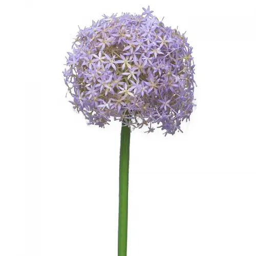 By Kohler Uniek en handgemaakt  Allium Quin 19x10x10cm (110502)